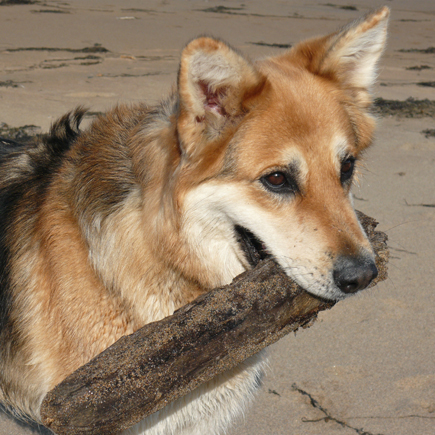 hazel with a stick